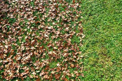Leaf-covered Lawn